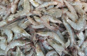 Shrimp at market in India